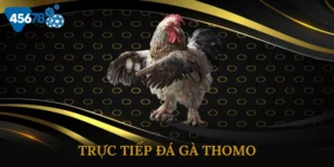 Trực Tiếp Đá Gà Thomo – Cuồng Nhiệt Từng Trận Đấu Đỉnh Cao 